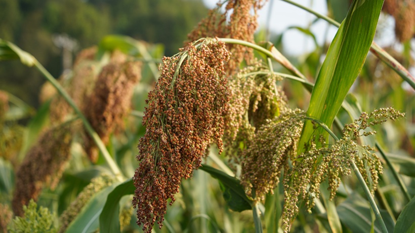 行进中国 | 看“红粮”如何做到“两头甜”