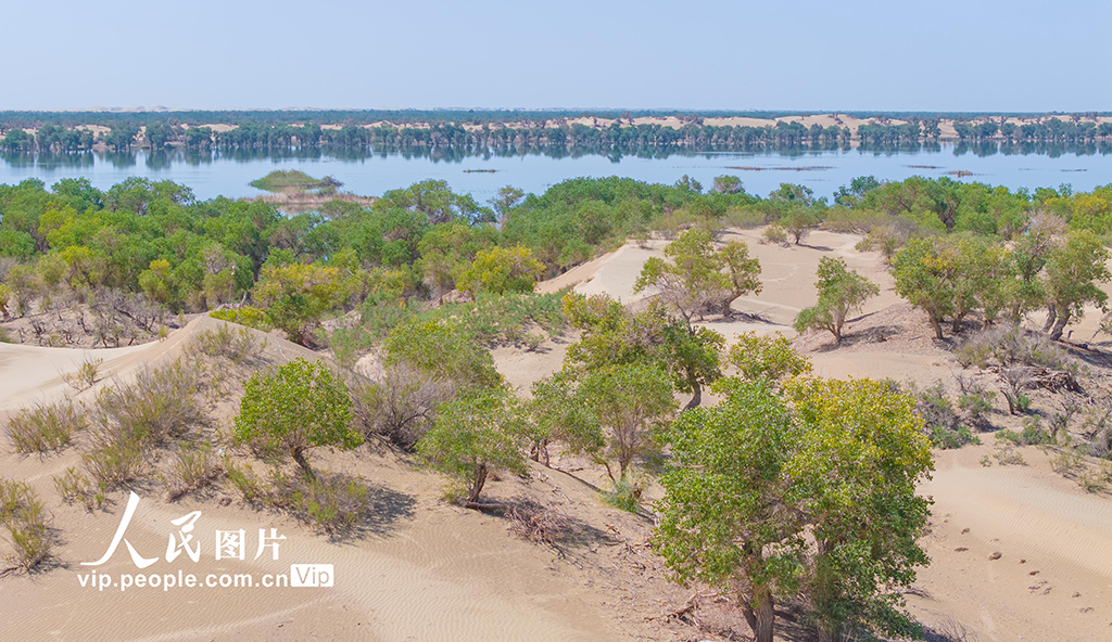 新疆尉犁：水丰林茂 生态环境持续向好【8】