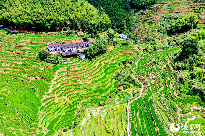 赣州市崇义县上堡乡，层层叠叠的梯田沿山势绵亘蜿蜒，与错落有致的农房、民宿相互映衬。人民网 朱海鹏摄