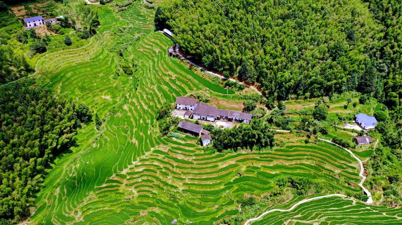 江西崇义：初秋梯田景如画