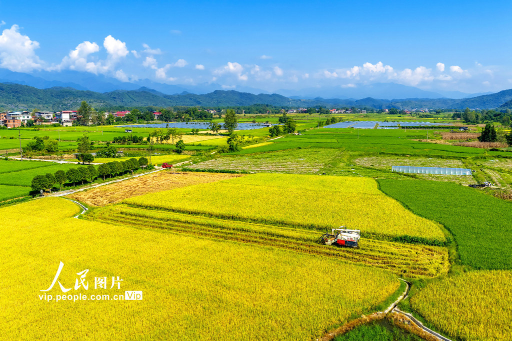 湖南东安：抢收中稻