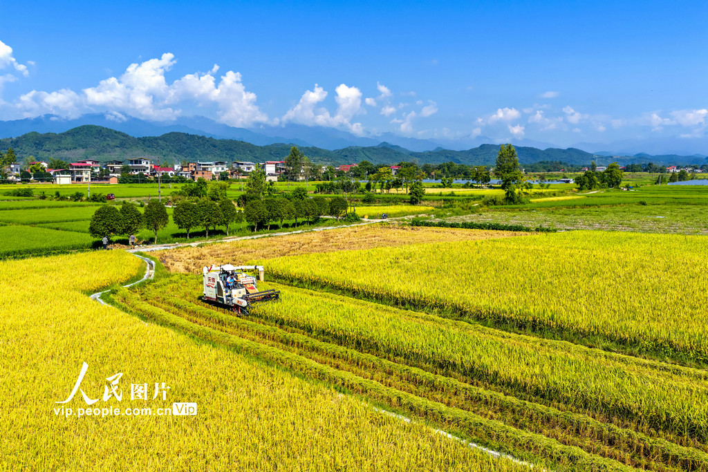 湖南东安：抢收中稻【2】