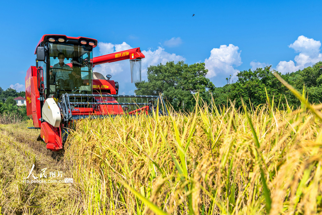 湖南东安：抢收中稻【3】