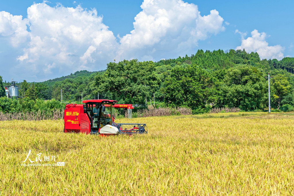 湖南东安：抢收中稻【4】