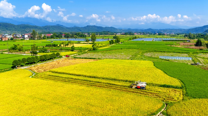 湖南东安：抢收中稻