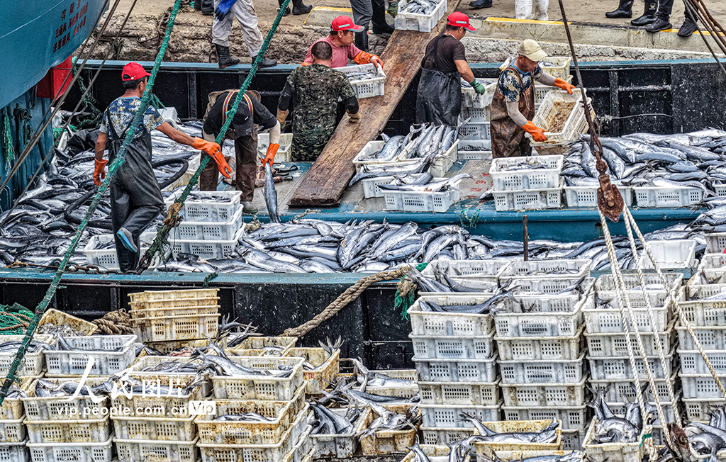 山东荣成：满载渔获归来