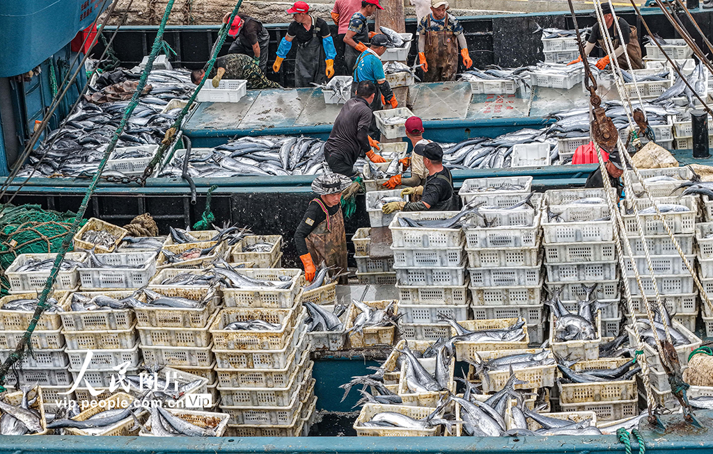 山东荣成：满载渔获归来【5】