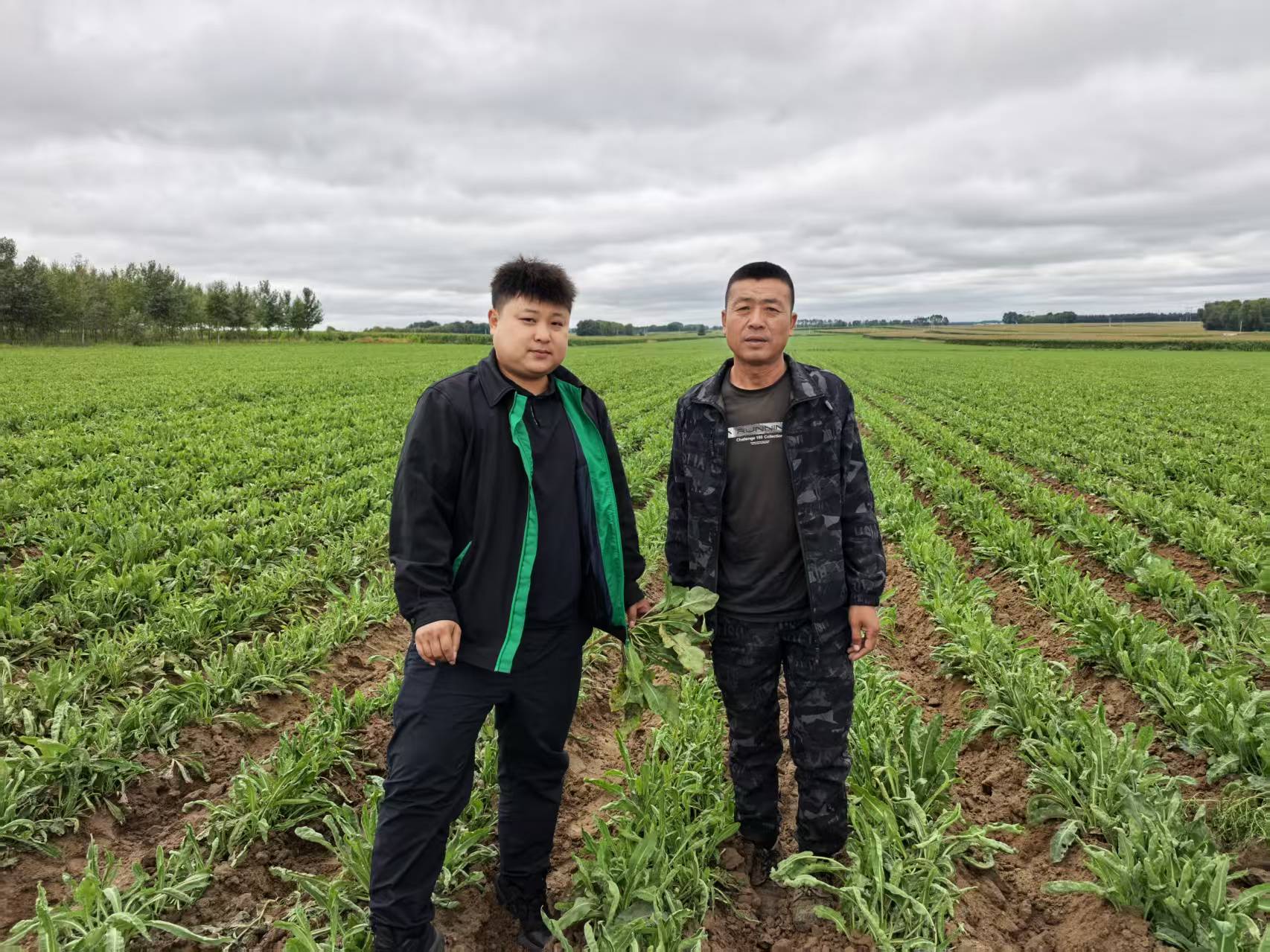 黑龙江首单板蓝根成本保险：特色农业发展的关键护航.jpg