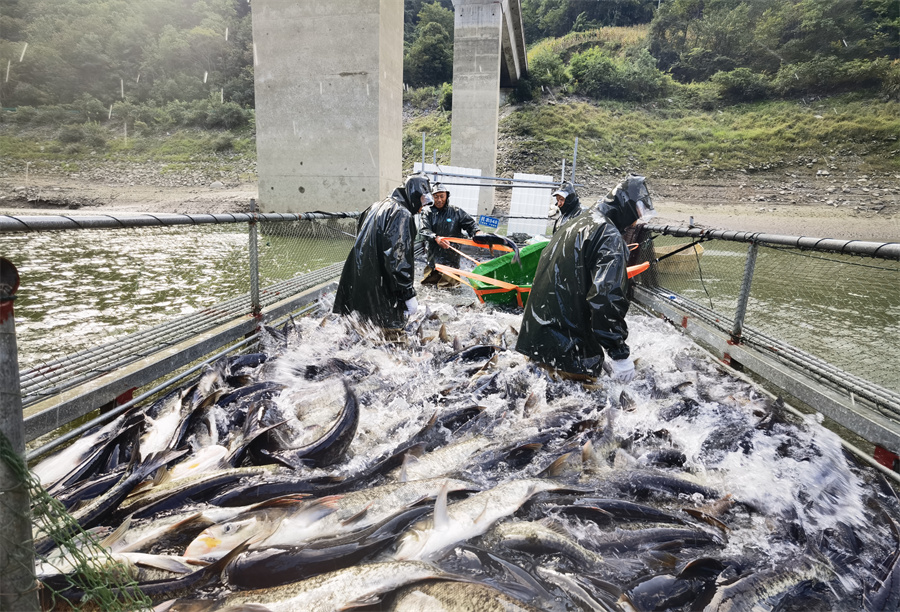 9月4日，南江湖库区迎来了一年一度的秋季捕鱼 (2).jpg