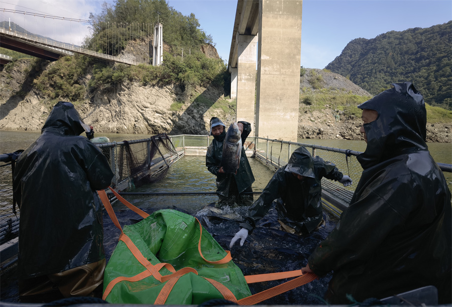 9月4日，南江湖库区迎来了一年一度的秋季捕鱼 (3).jpg