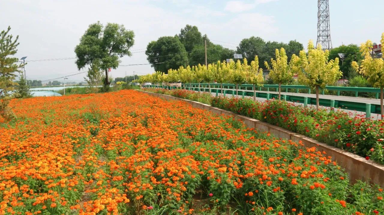 临洮县玉井镇道路两边种植万寿菊.jpg