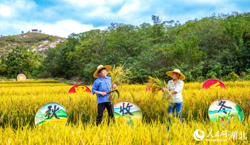 广袤的金色稻田随风起伏,村民忙着秋收。人民网记者 郭婷婷摄