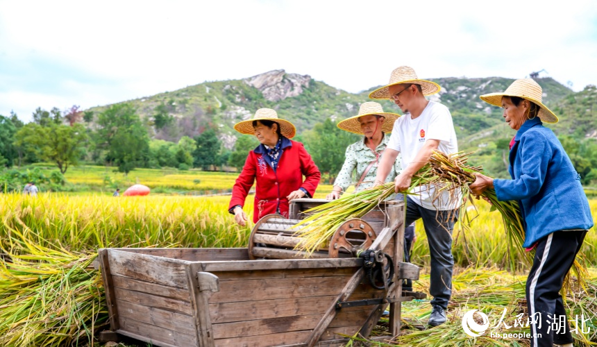 广袤的金色稻田随风起伏,村民忙着秋收。人民网记者 郭婷婷摄