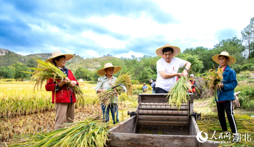 广袤的金色稻田随风起伏,村民忙着秋收。人民网记者 郭婷婷摄
