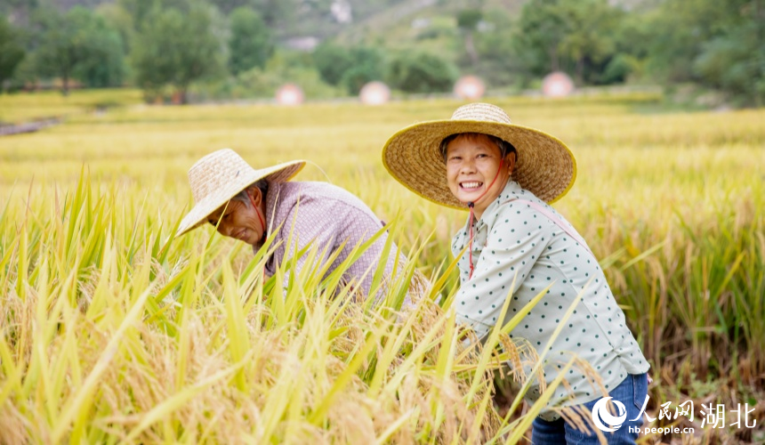 广袤的金色稻田随风起伏,村民忙着秋收。人民网记者 郭婷婷摄