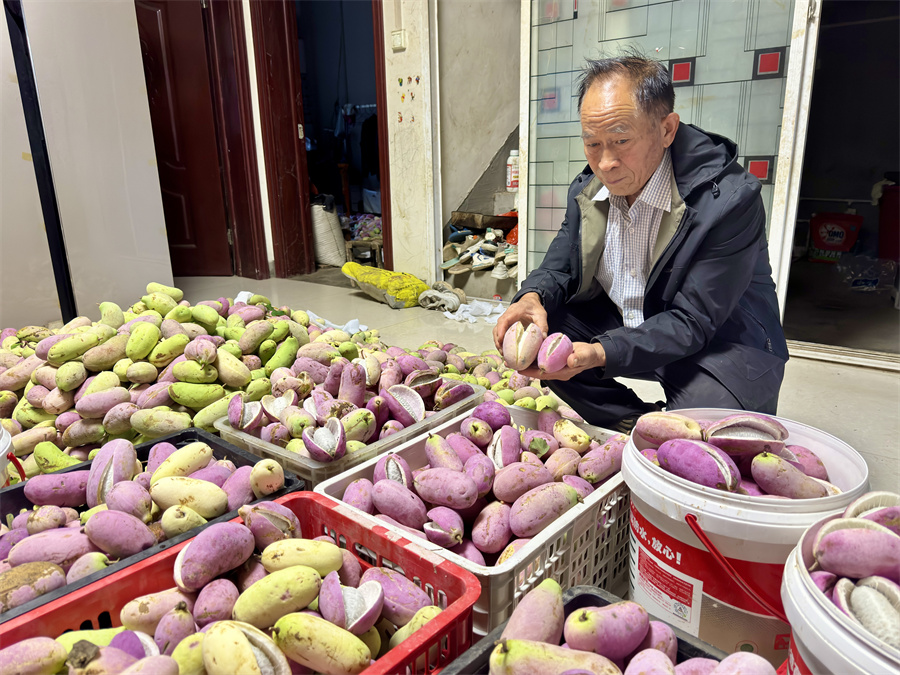 “土专家”赵群娃正在整理收获的“八月炸” 赵明辰摄.jpg