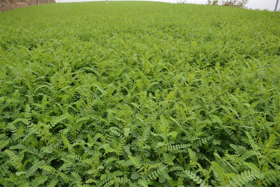 1758702376552066.jpg 图片3.jpg