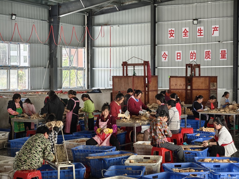 隘口镇强村富民公司竹笋加工.jpg