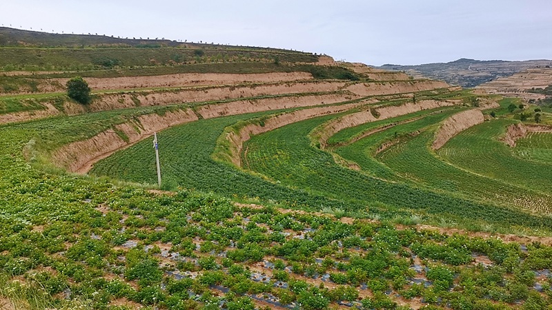 1758789178887802.jpg 庄浪县岳堡镇南部山区万亩马铃薯种植示范基地.jpg