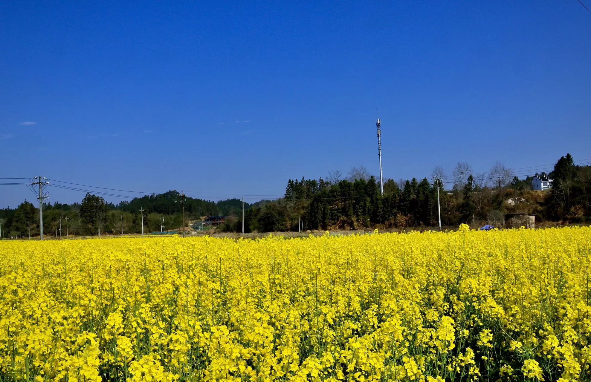 油菜长势喜人（拍摄：毛顺标）.jpg