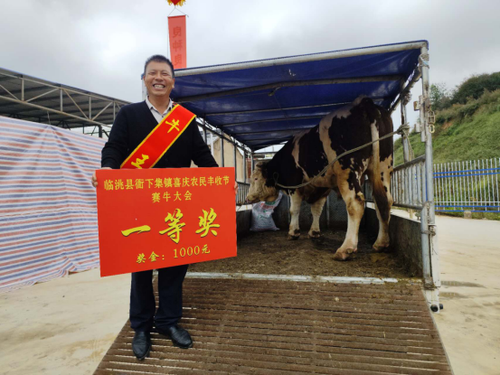 殖户常正吉饲养的肉牛凭借出众品相摘得“牛王”桂冠。（图片由临洮县融媒体中心提供）.png