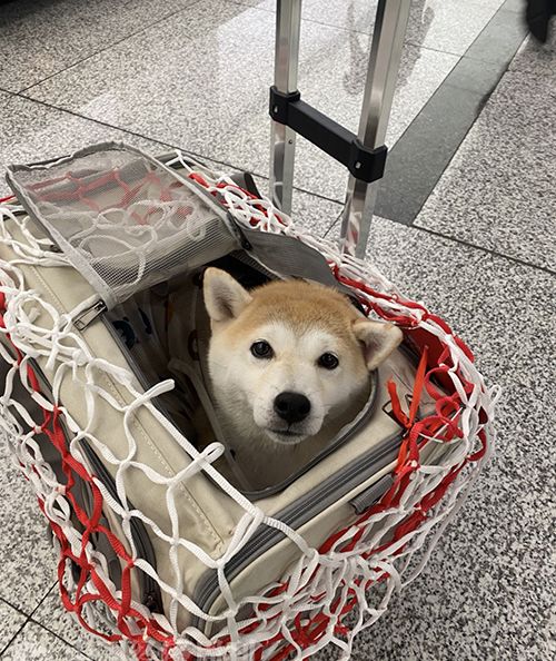 1430元的宠物机票，值