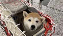 1430元的宠物机票，值