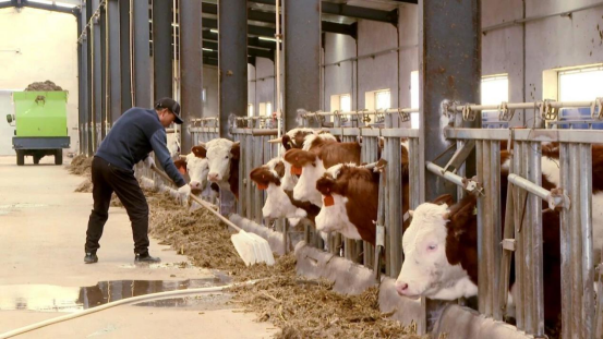 1761033839649299.png 临洮县峡口镇党家墩村标准化肉牛养殖小区,赵小池摄.png