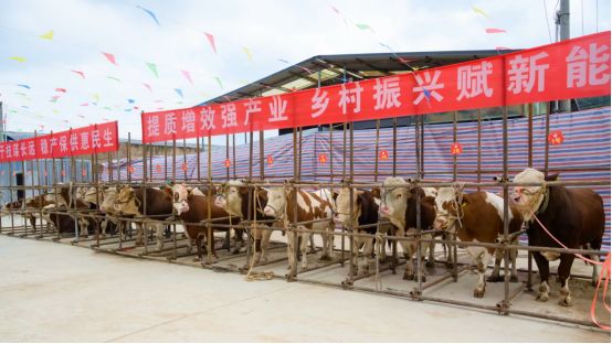 1761033847490980.png 临洮县衙下集镇赛牛大会现场,李耀华摄.png