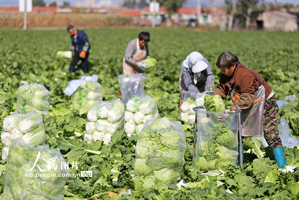 河北玉田：白菜采收忙