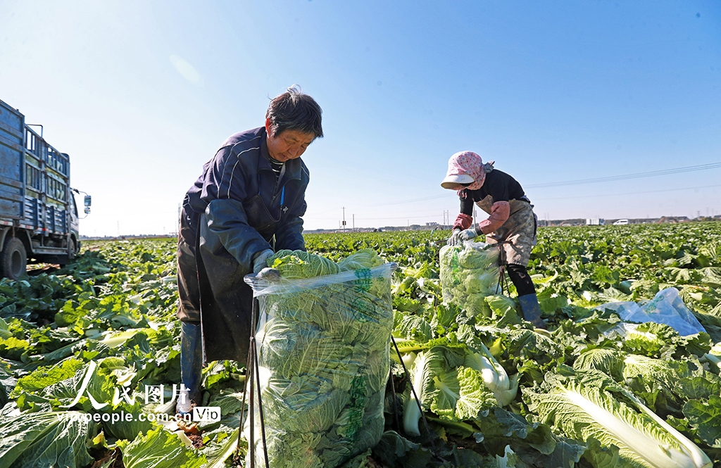 河北玉田：白菜采收忙【7】