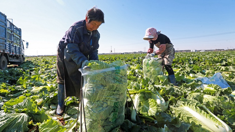河北玉田：白菜采收忙