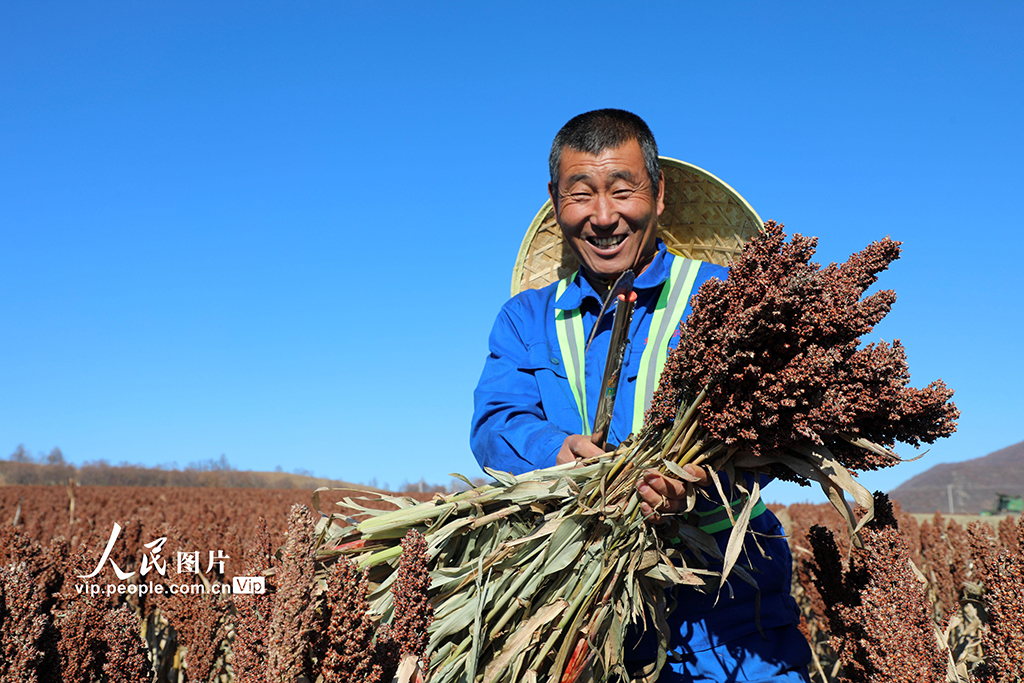 内蒙古呼伦贝尔：高粱丰收