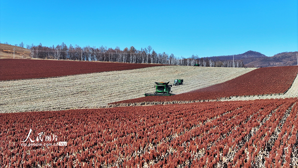 内蒙古呼伦贝尔：高粱丰收【3】