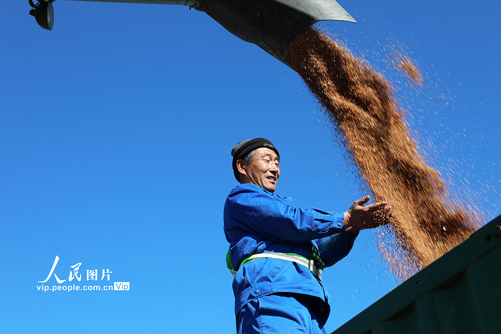 内蒙古呼伦贝尔：高粱丰收【5】