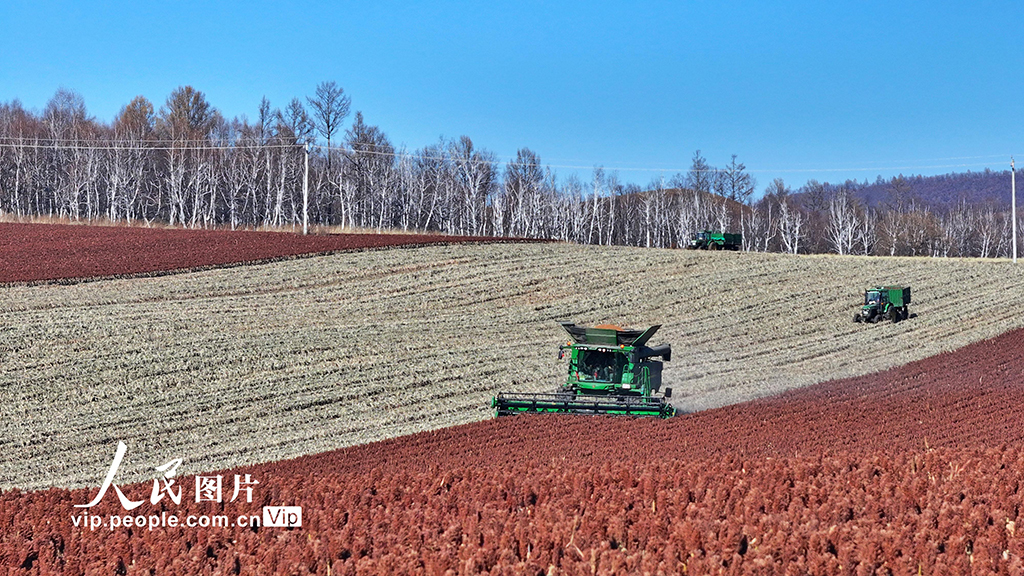 内蒙古呼伦贝尔：高粱丰收【6】
