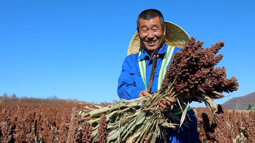 内蒙古呼伦贝尔：高粱丰收