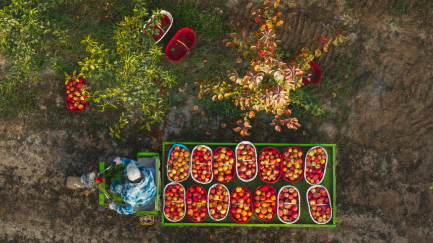 海报丨丰收画卷