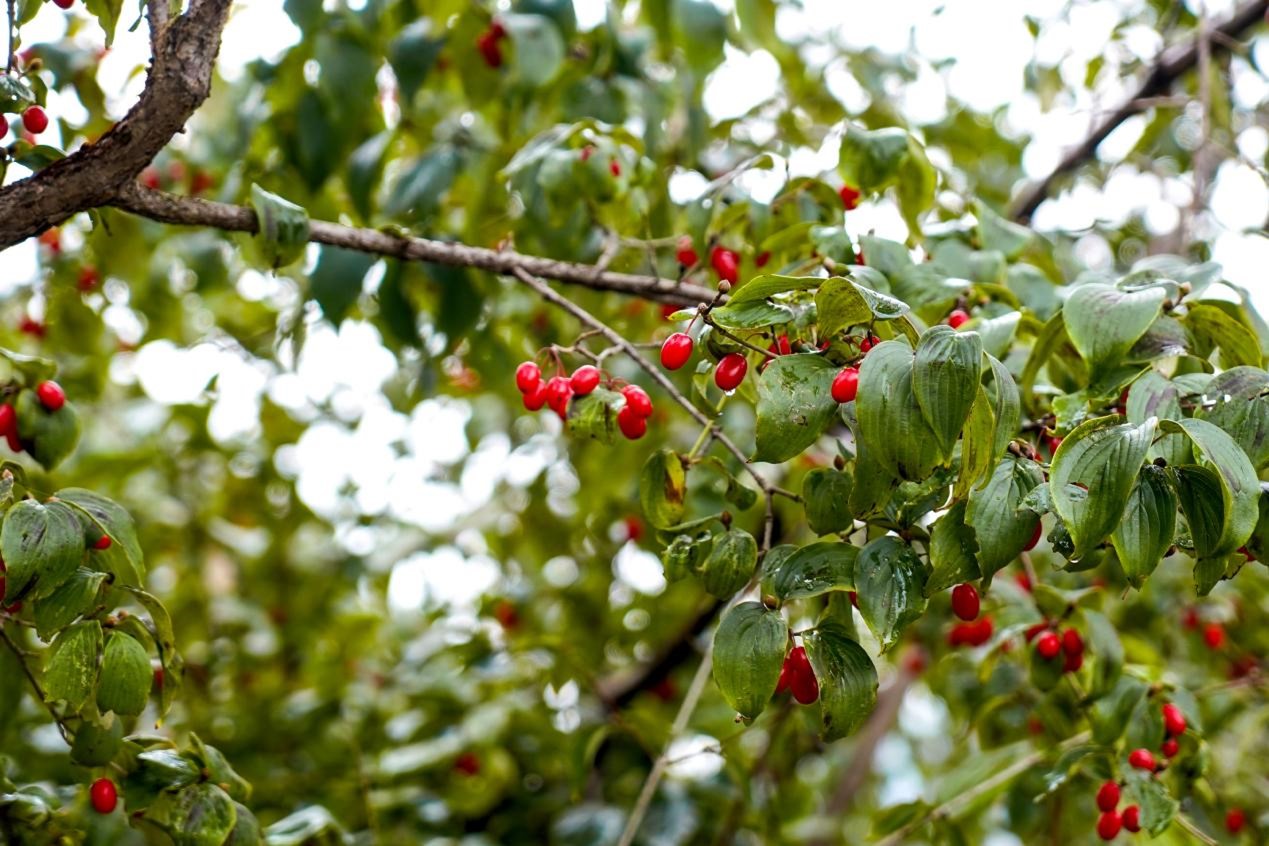 1761632210766965.jpg 图片6.jpg