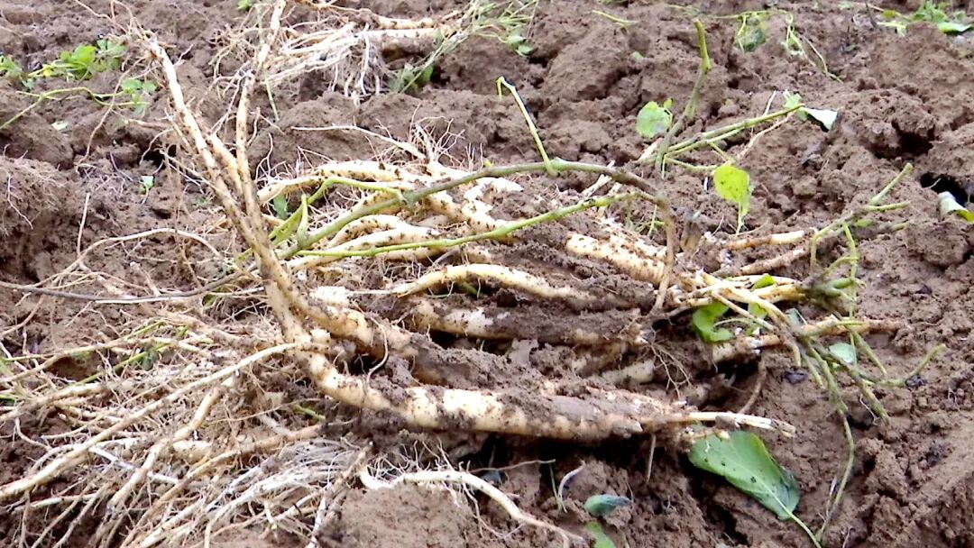 1761635740376191.jpg 照片2.jpg