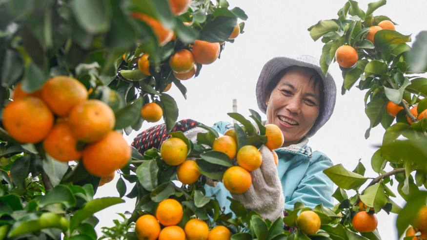 秋日“丰”景好