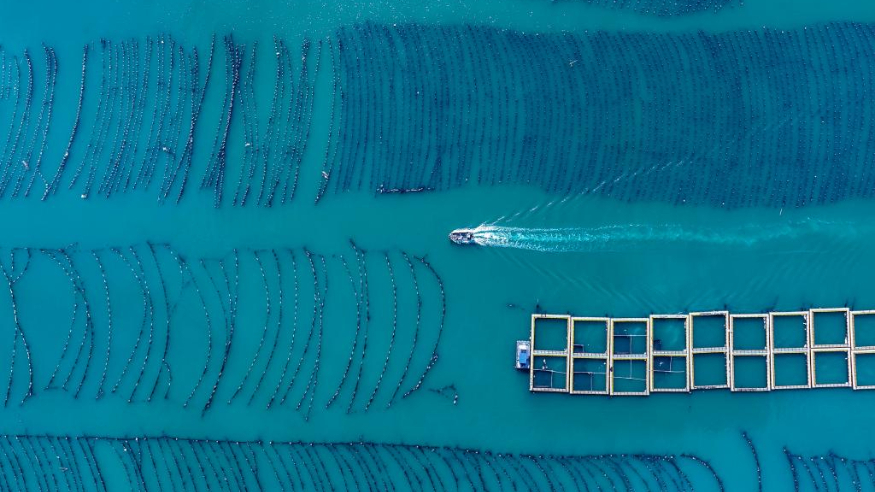 权威访谈｜国民经济发展“蓝色支撑”稳中有进——访自然资源部海洋战略规划与经济司负责人