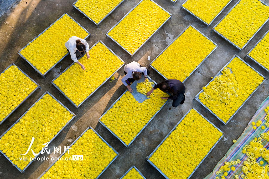 湖南涟源：金丝皇菊喜丰收【4】