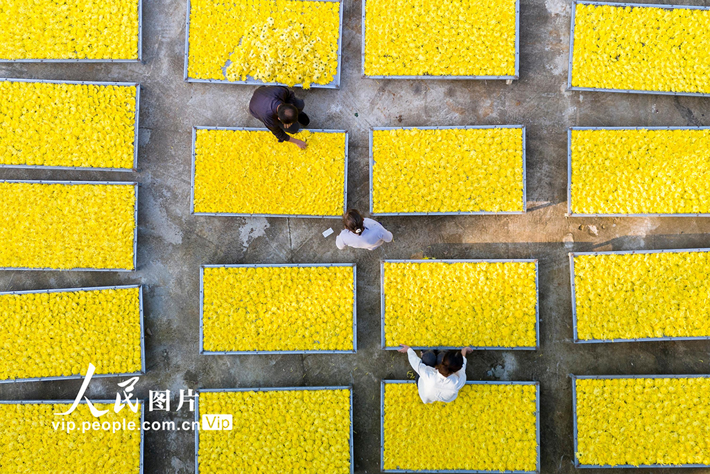 湖南涟源：金丝皇菊喜丰收【6】