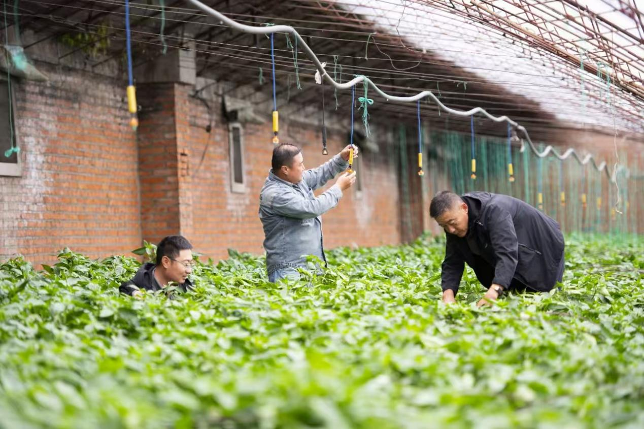 1762847466863564.png 图片1.png