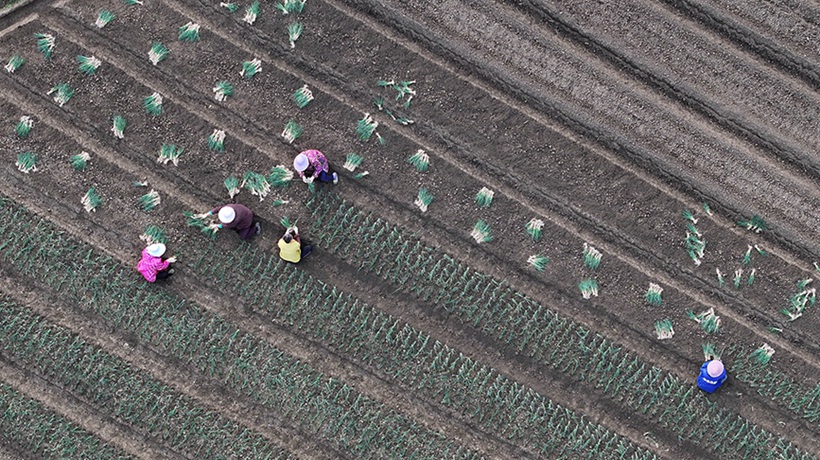 可爱的乡村——葱满葱园又“葱”忙