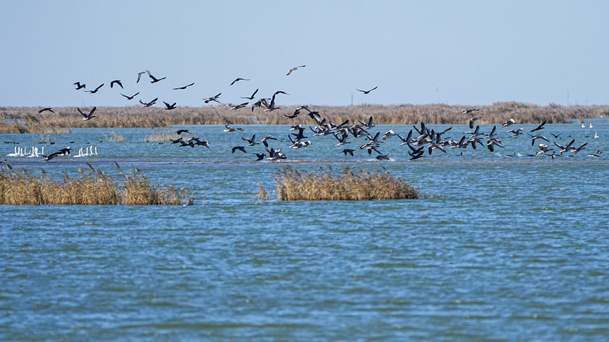 黄河三角洲国家级自然保护区迎来大批越冬候鸟