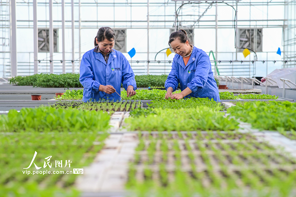 新疆昌吉：智慧农业促发展【6】