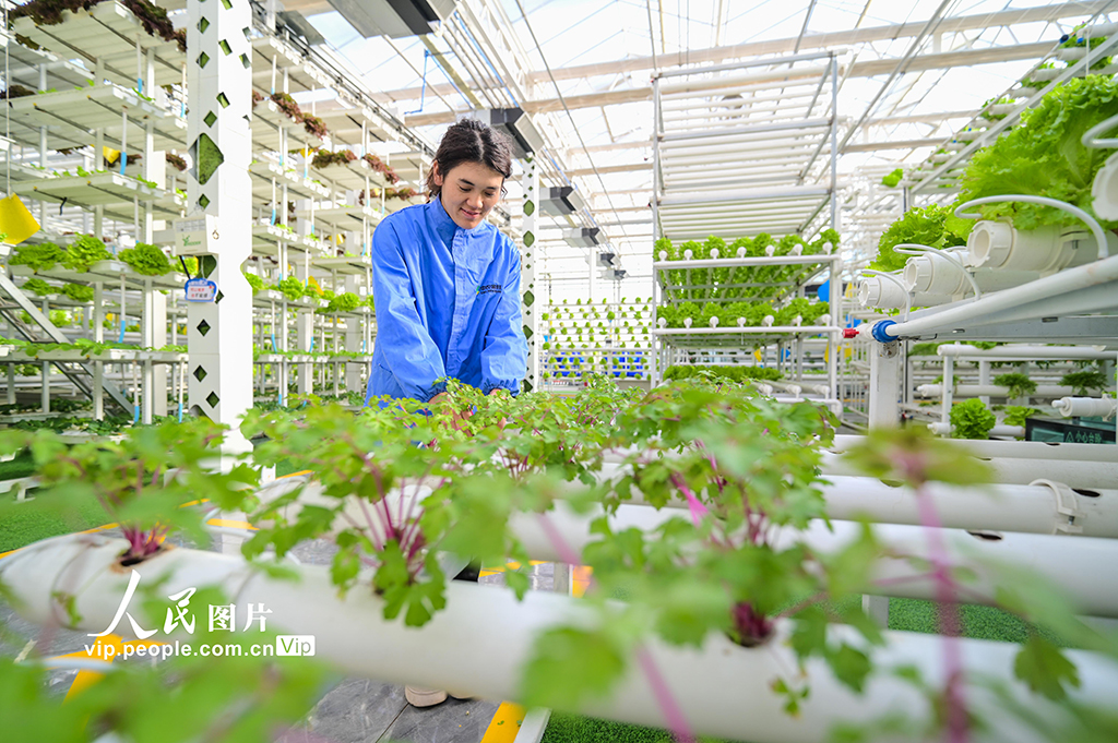 新疆昌吉：智慧农业促发展【8】