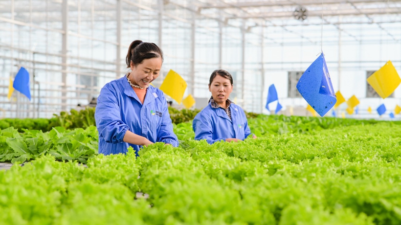 新疆昌吉：智慧农业促发展